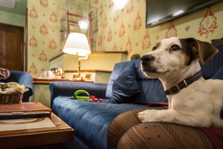 Holidays with your furry companions  Art Hotel Commercianti Bologna